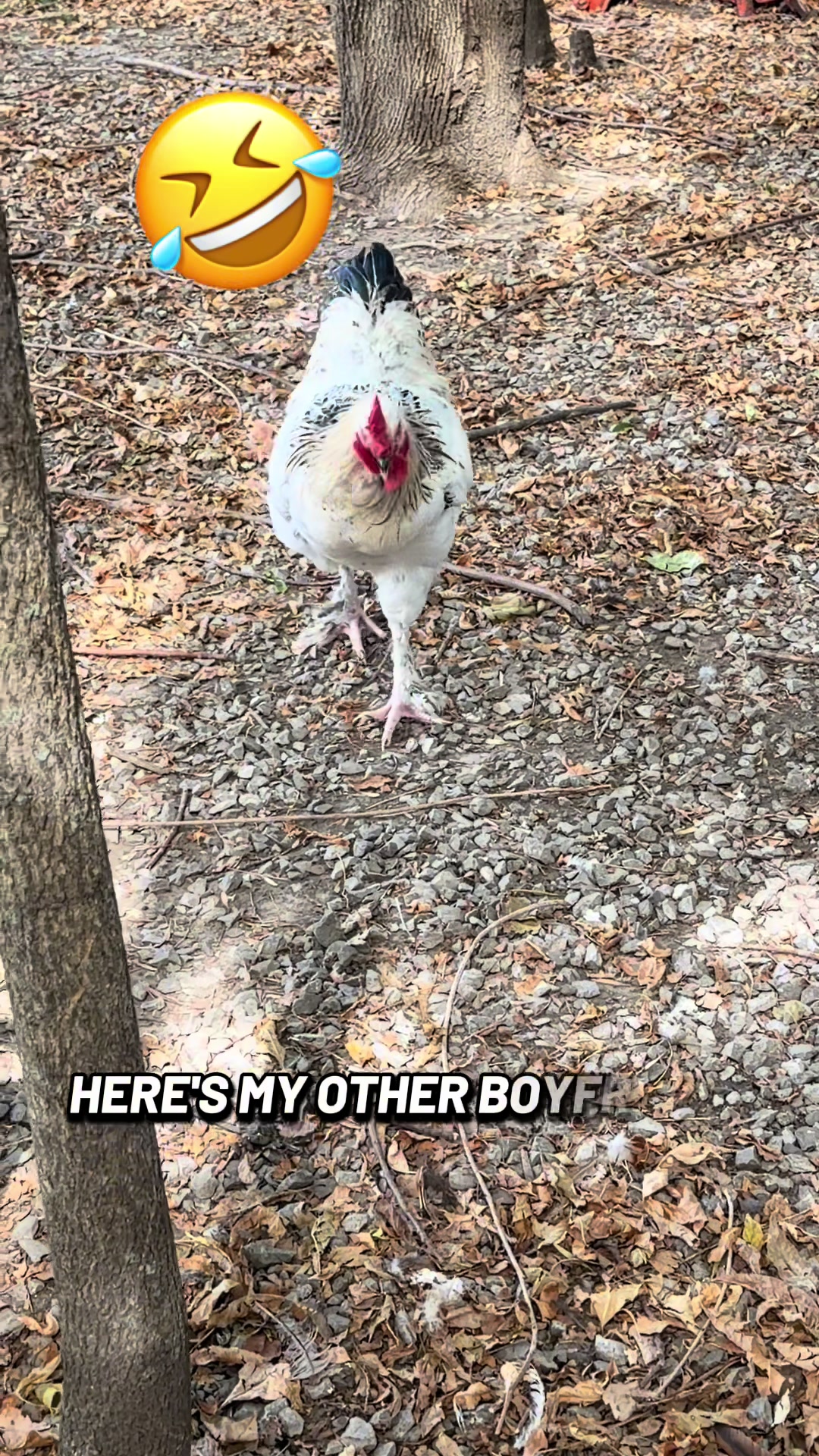 @NonniesFunnyFarm