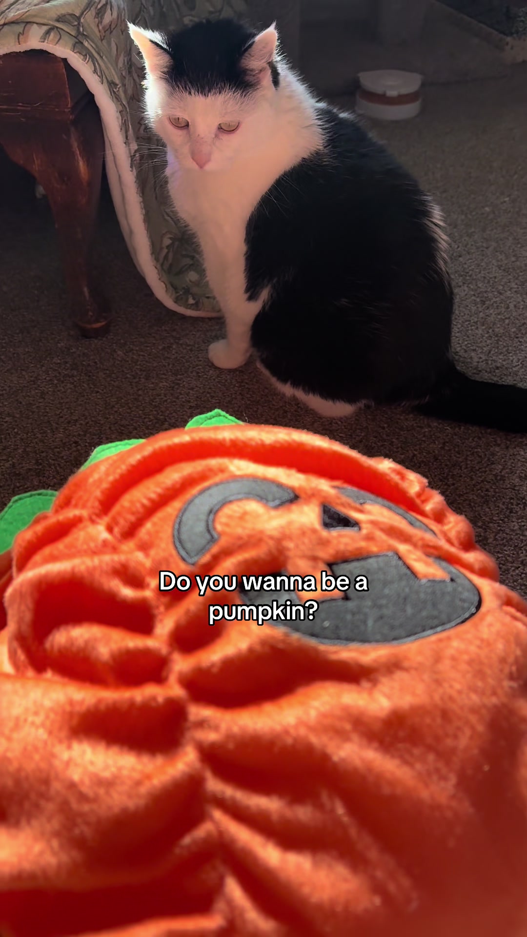 @poppytherescuecat_