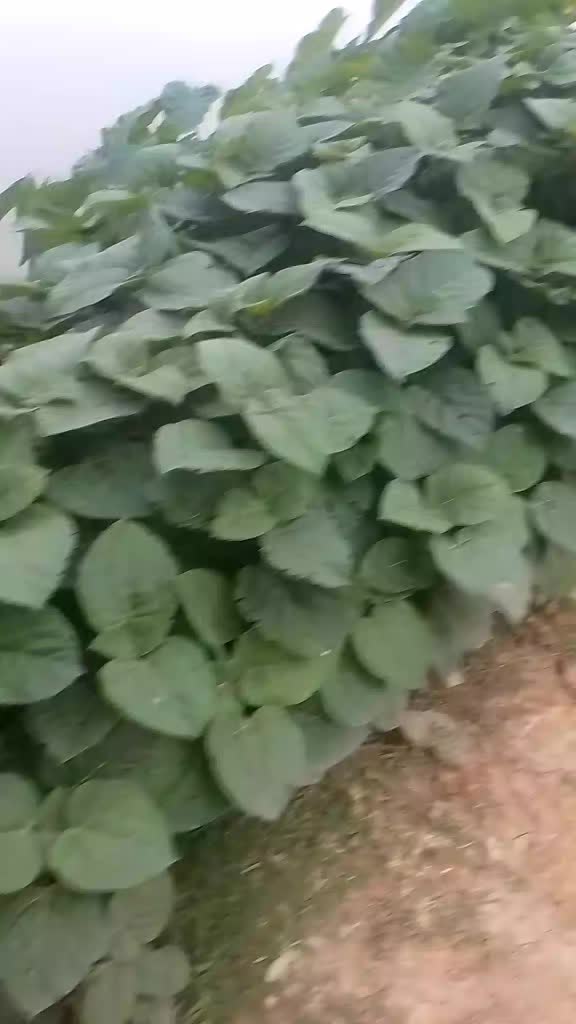 @Areyan Ayan