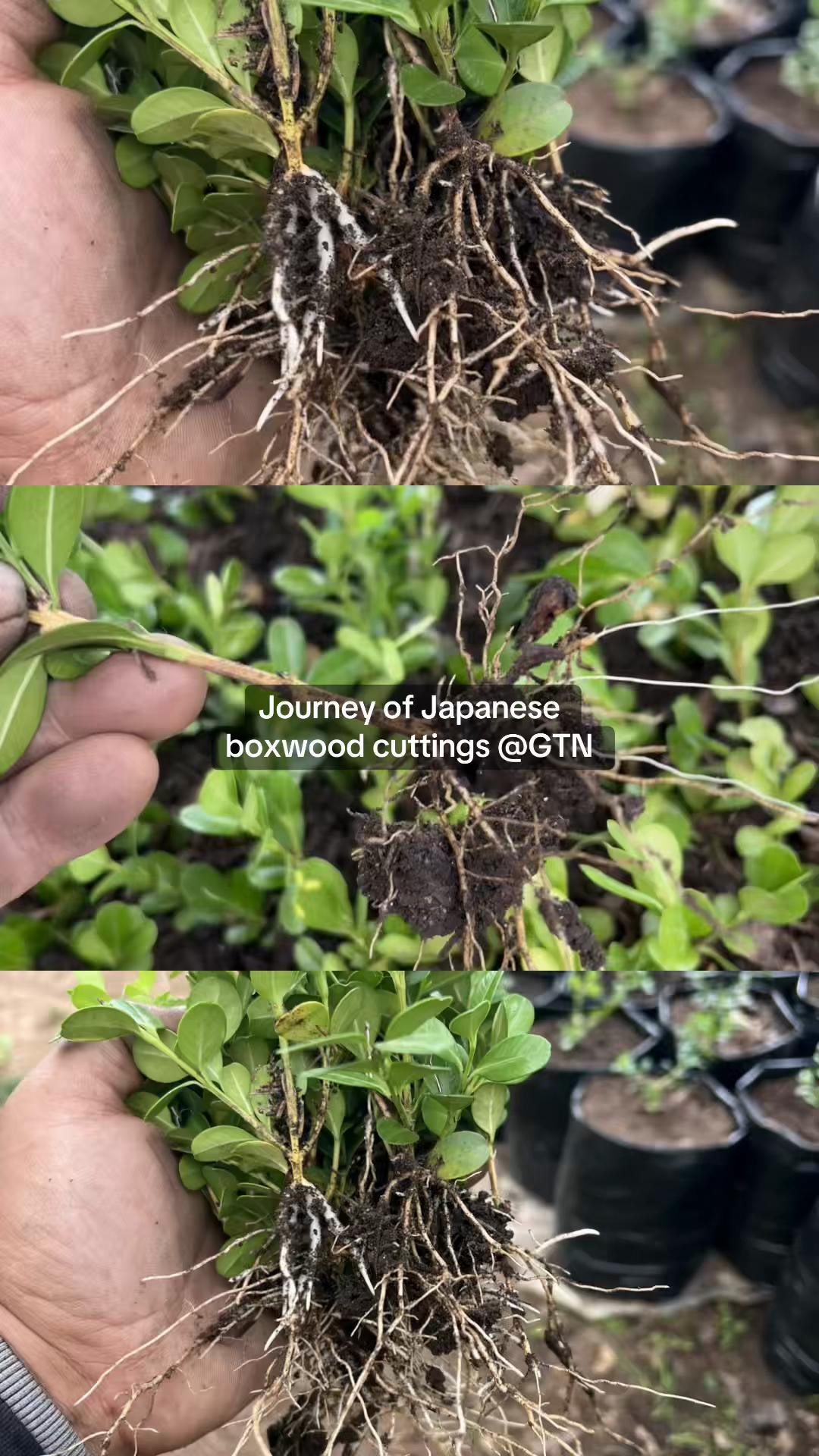 @Green Tara nursery(Nurseryman)