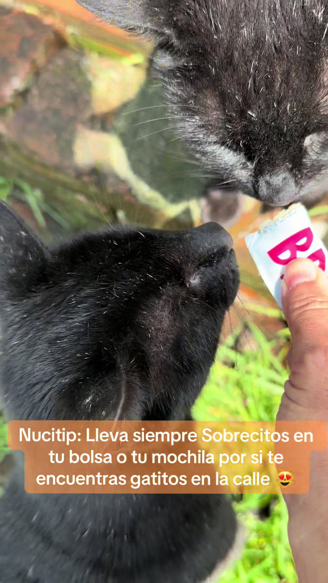 @🌺Nuciferav