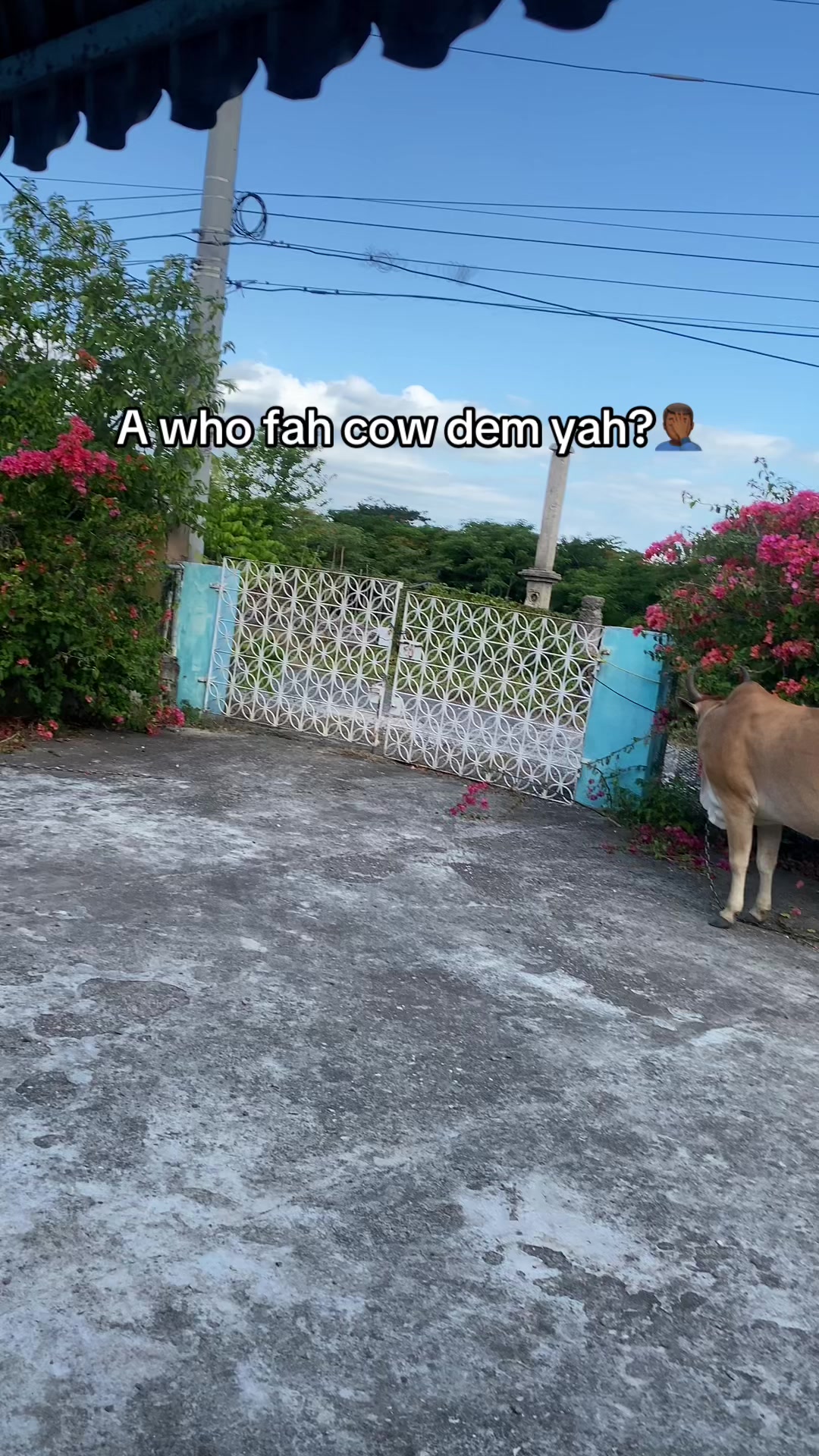 @🇯🇲📿 1 𝐀𝐟𝐫𝐢𝐜𝐚𝐧 📿🇳🇬