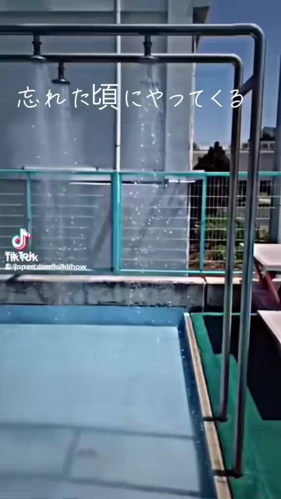 @seiraʕ•ᴥ•ʔ