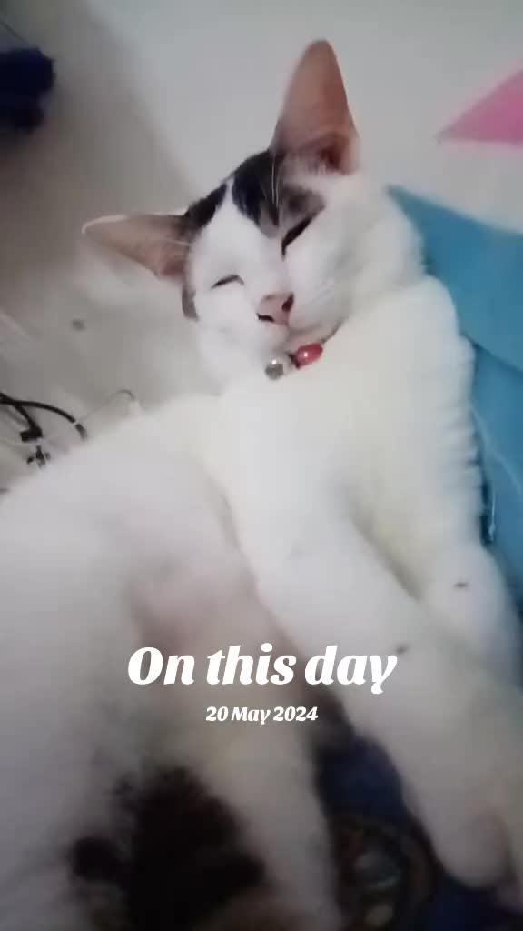 @picsofcats