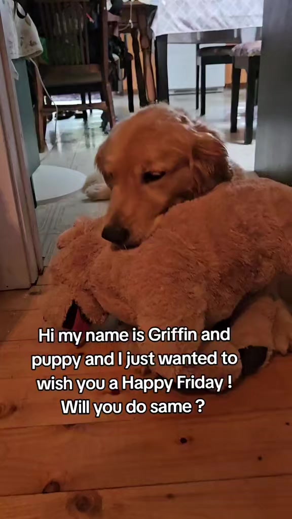 @🐶Griffin