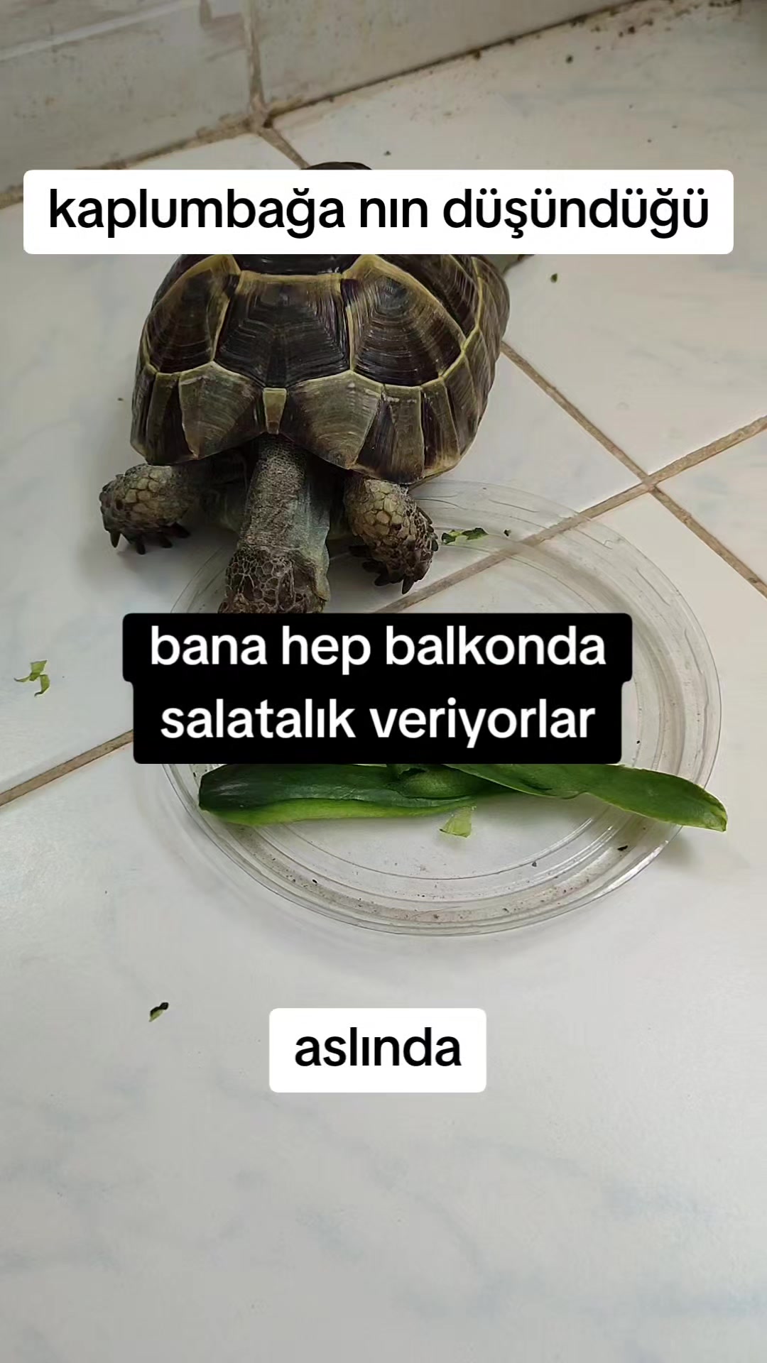 @Feryal Narven