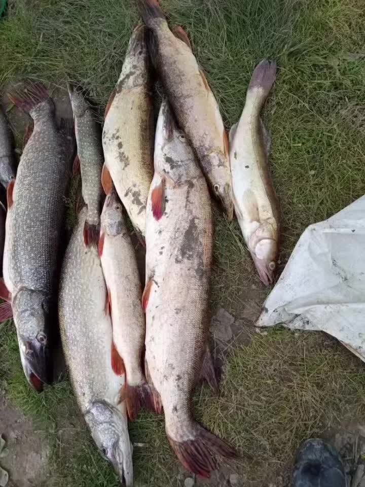 @окей гугл