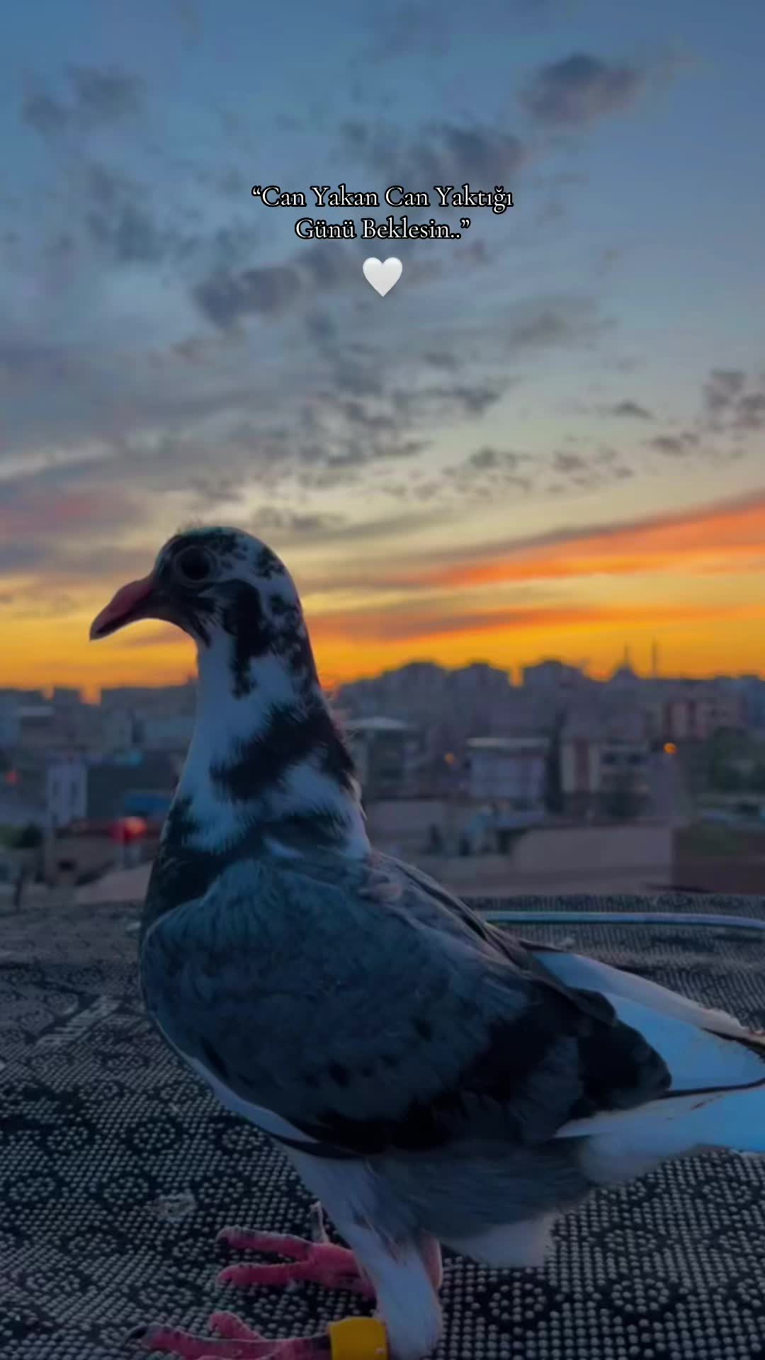 @Abdul Reşit Arıcak