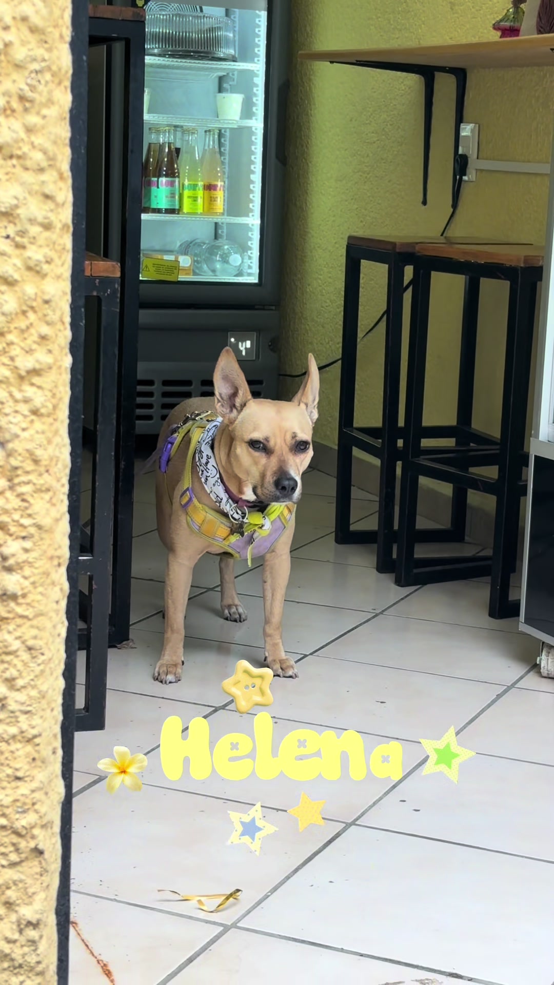 @lanutri.dogmom
