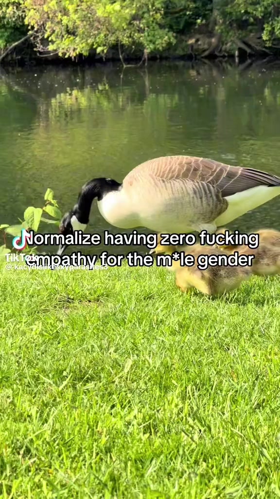 @MrBirdo