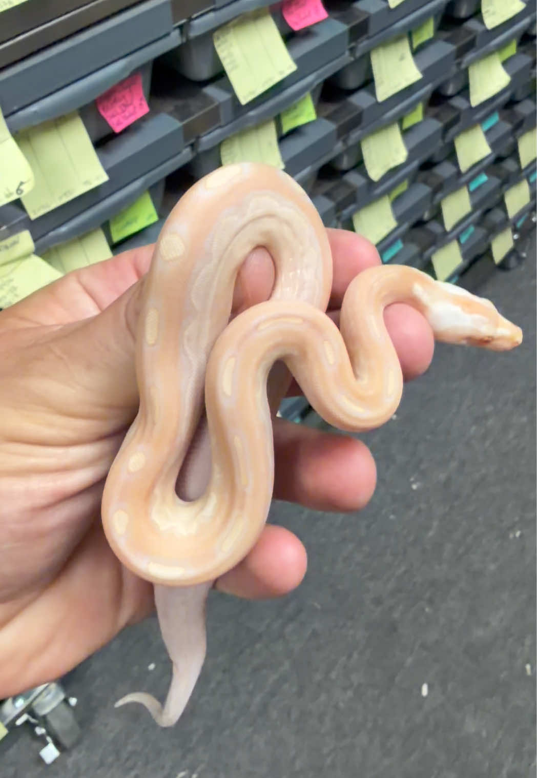 @Snake Country