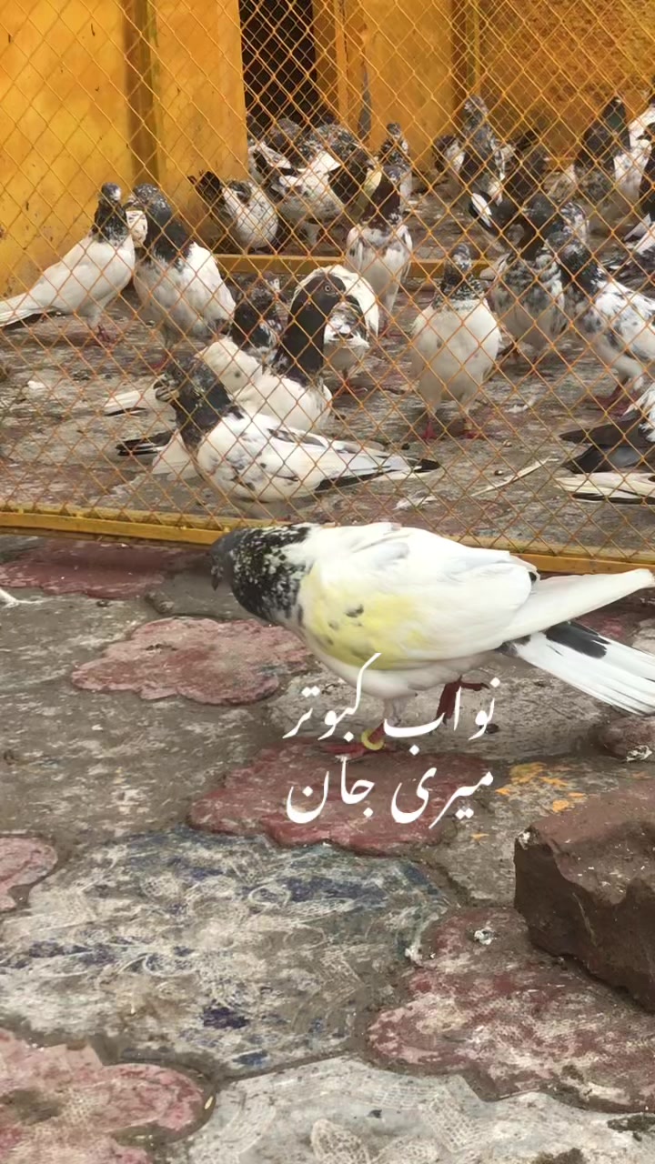 @#Ahmed Ali Qureshi