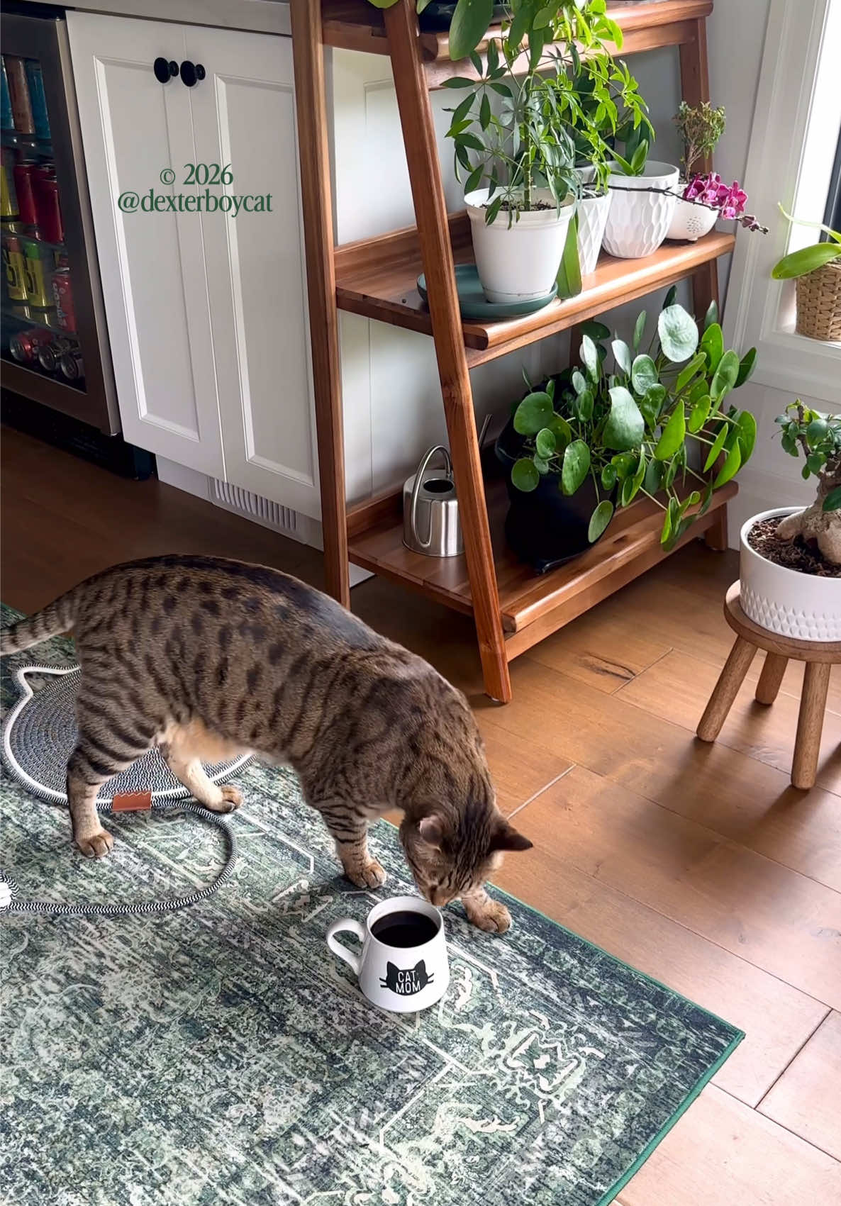@dexterboycat 🐆♥️