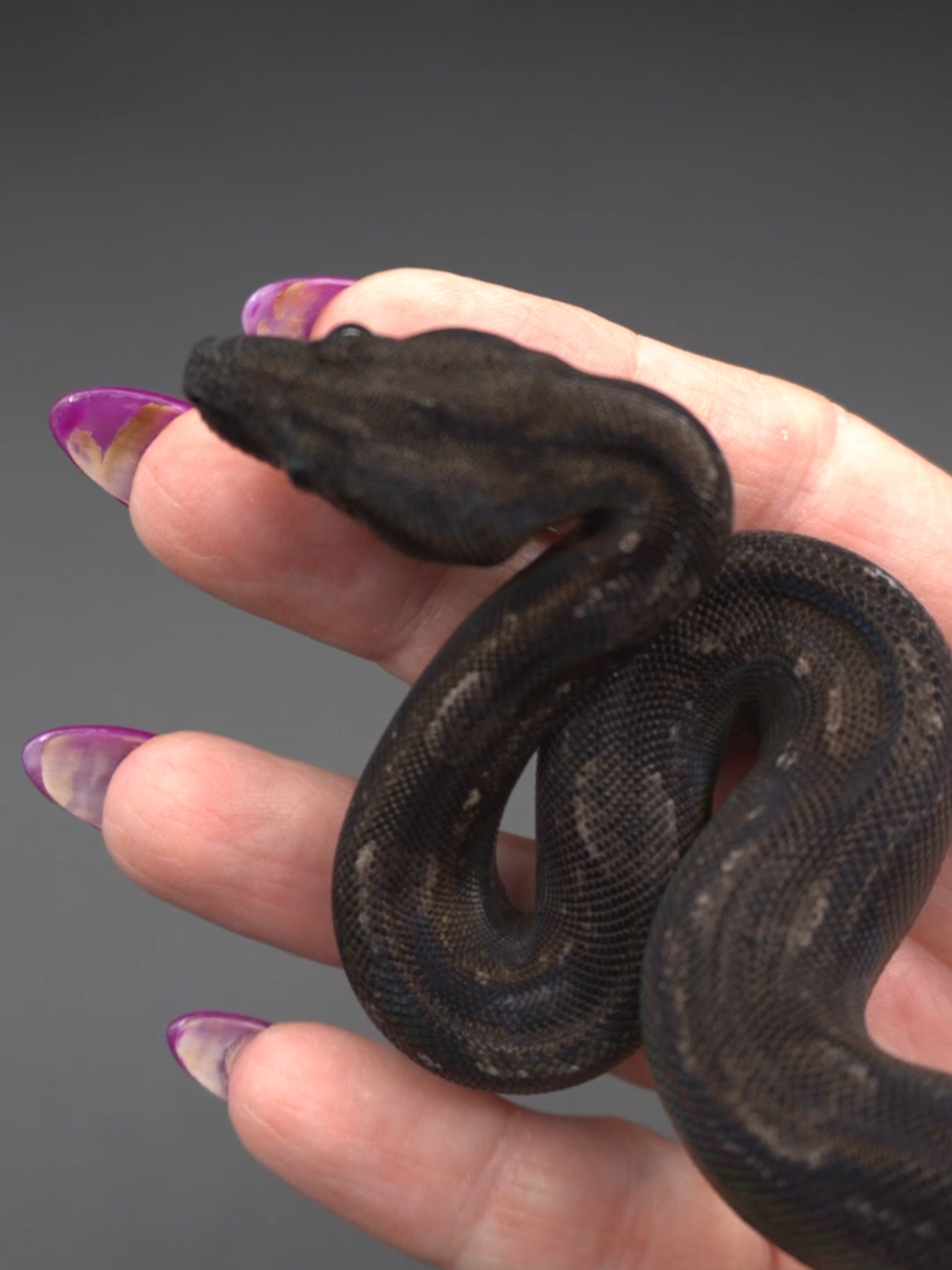 @Proxima Reptilis