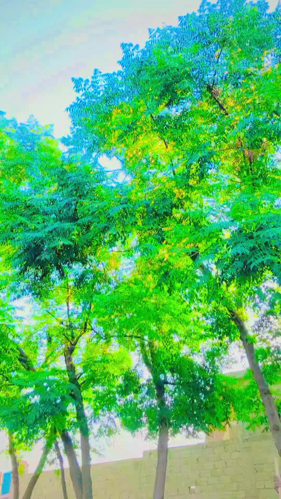 @꧁༺🇵🇰Wajid.  صوابیوال جانان༻꧂