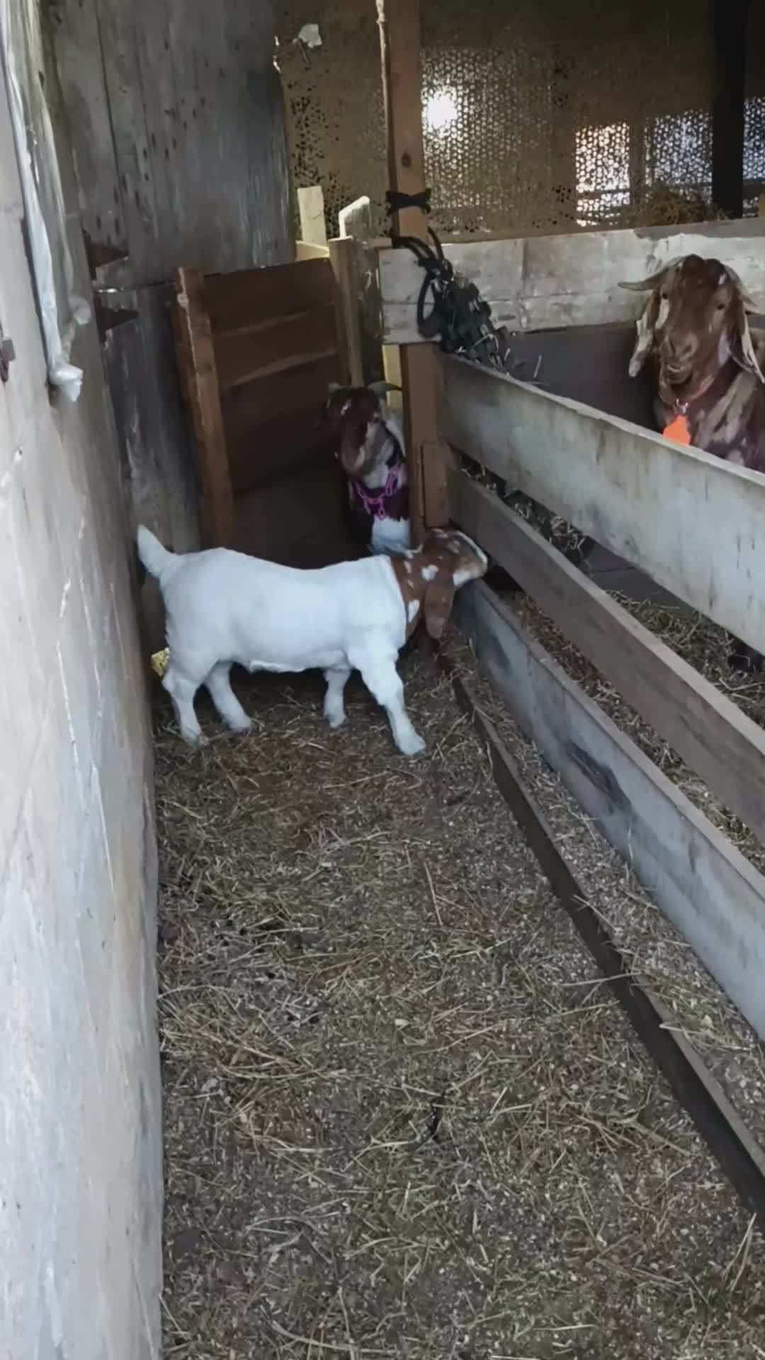 @Kinohi Poultry/ JCK Boer Goats