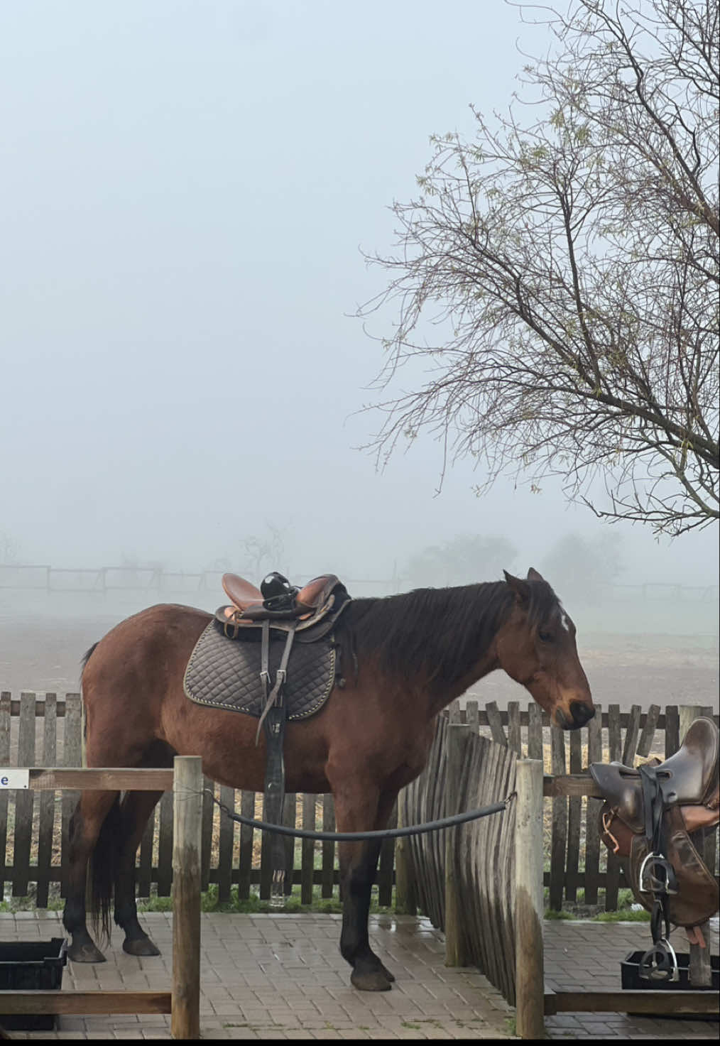 @ALISHA | OMS2