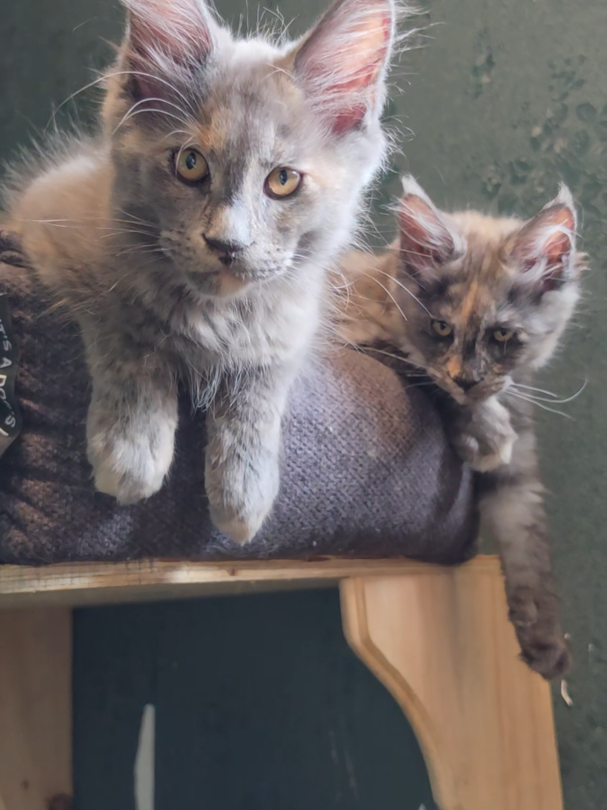 @Peaky Claws Cattery