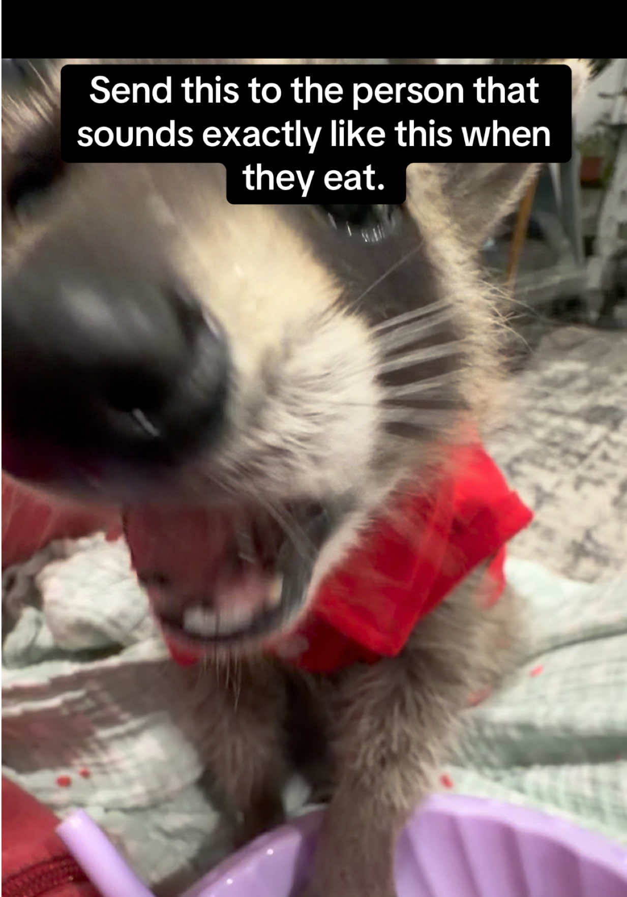 @snacky_chan_the_raccoon