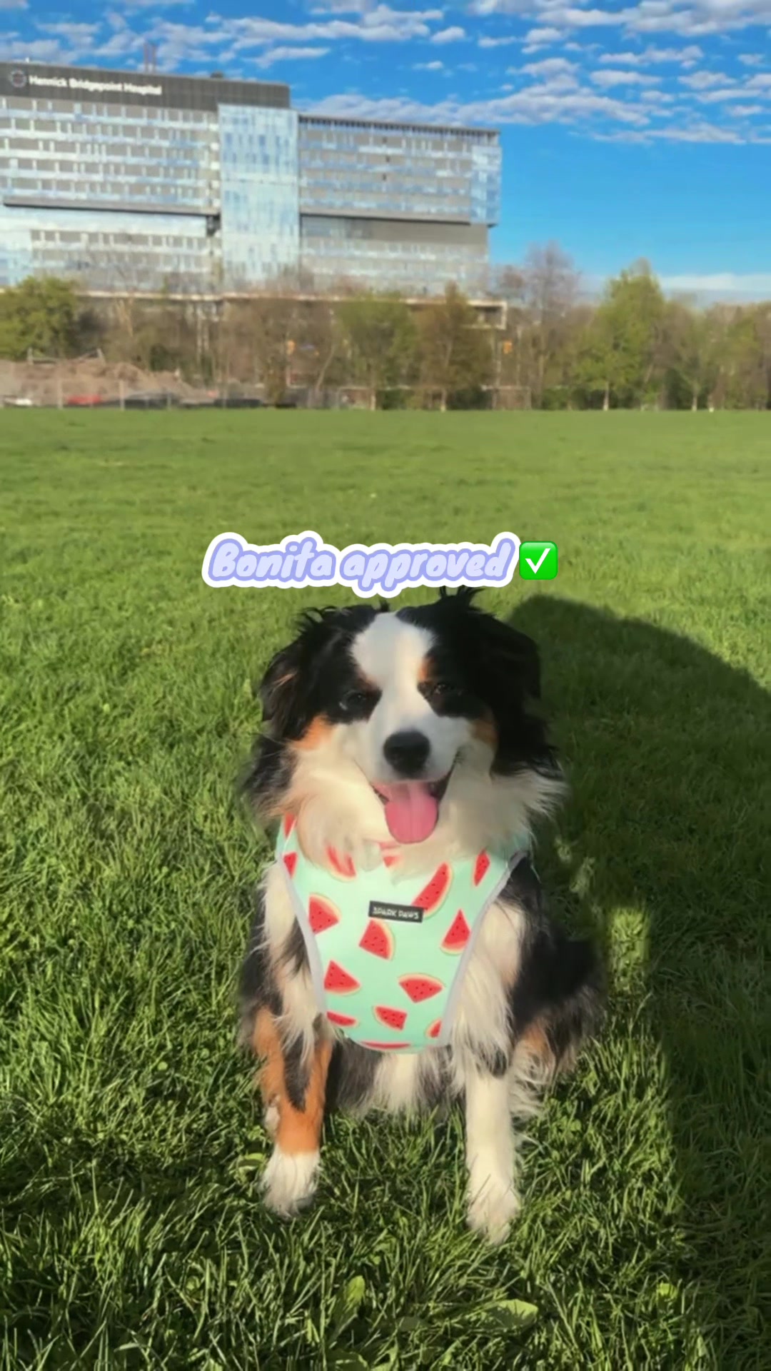 @Bonita.The.Mini.Aussie