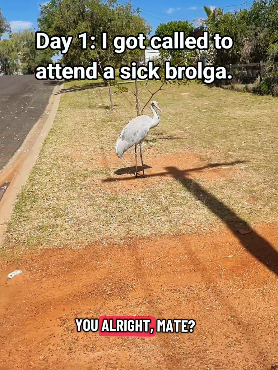 @SM Wildlife