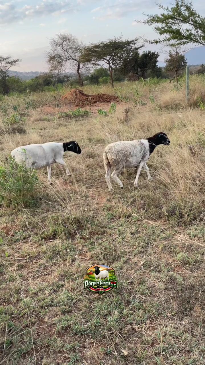 @DorperfarmsKE