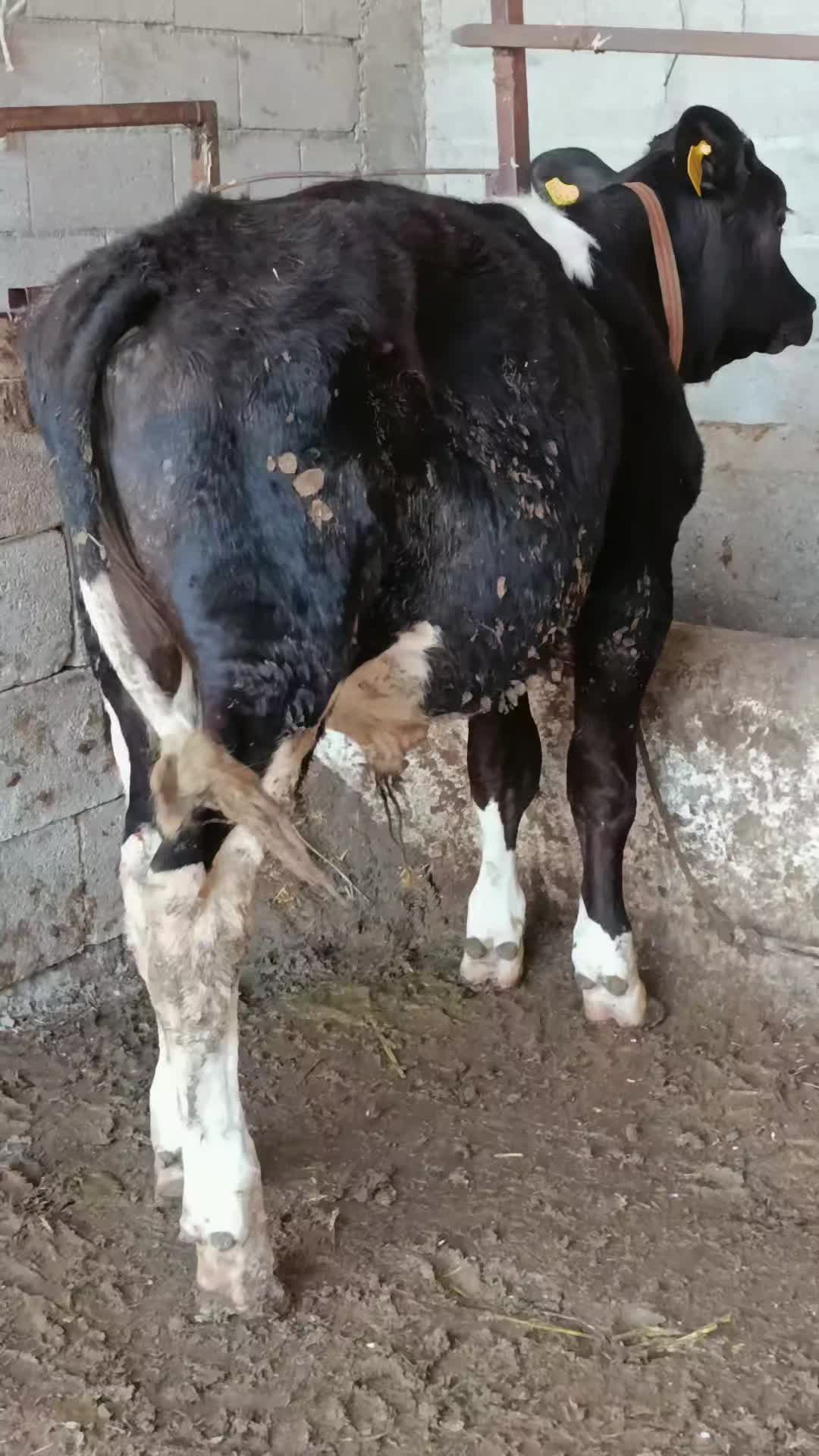 @Ömer 51