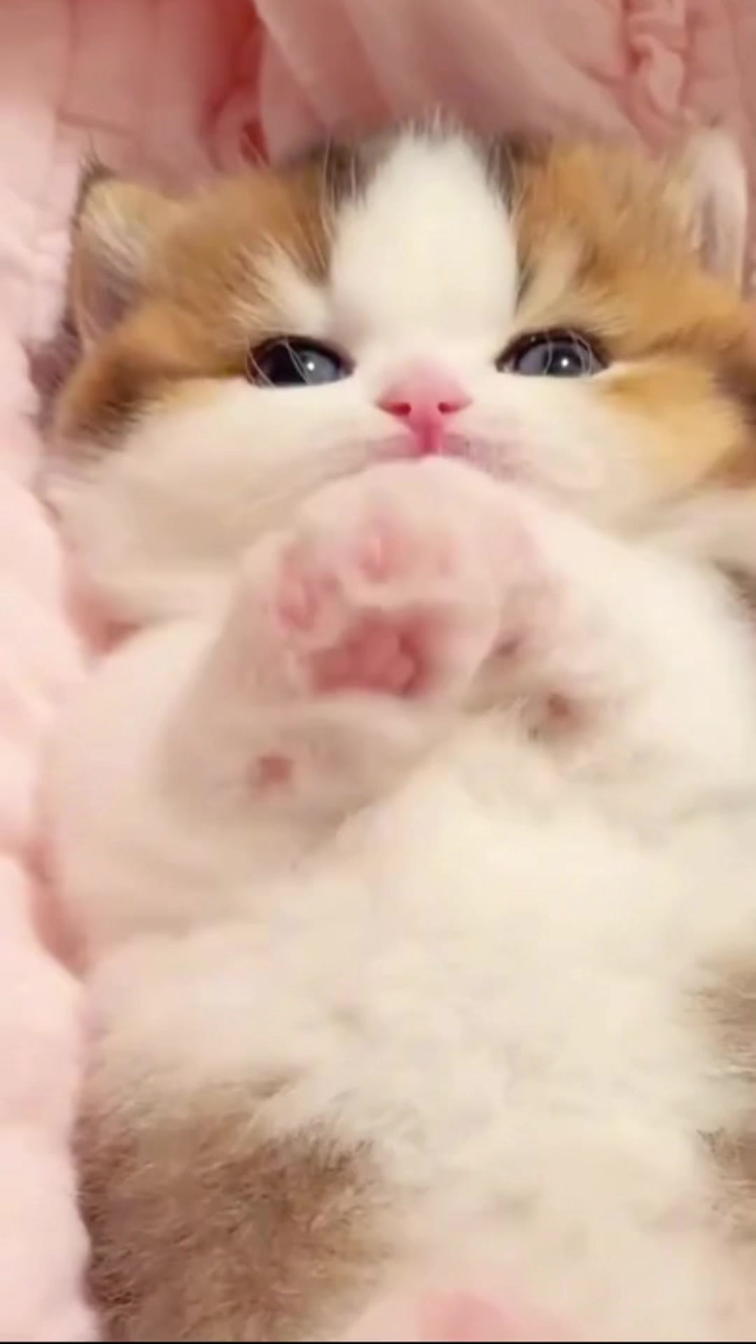 @UCHINOKOmohumohu