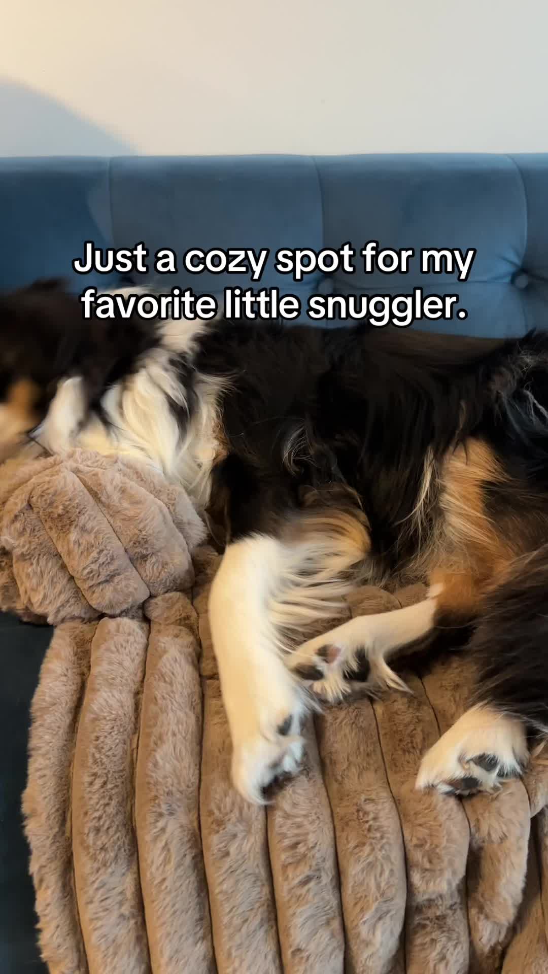 @Bonita.The.Mini.Aussie
