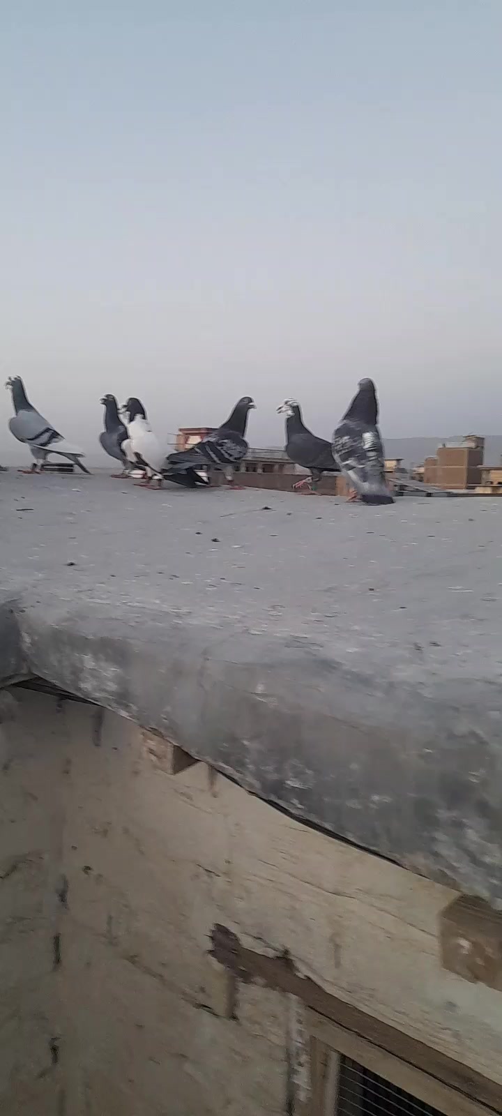 @chamanjanshoukmallroade