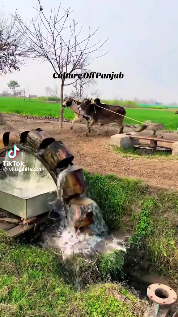 @ranbirbains418