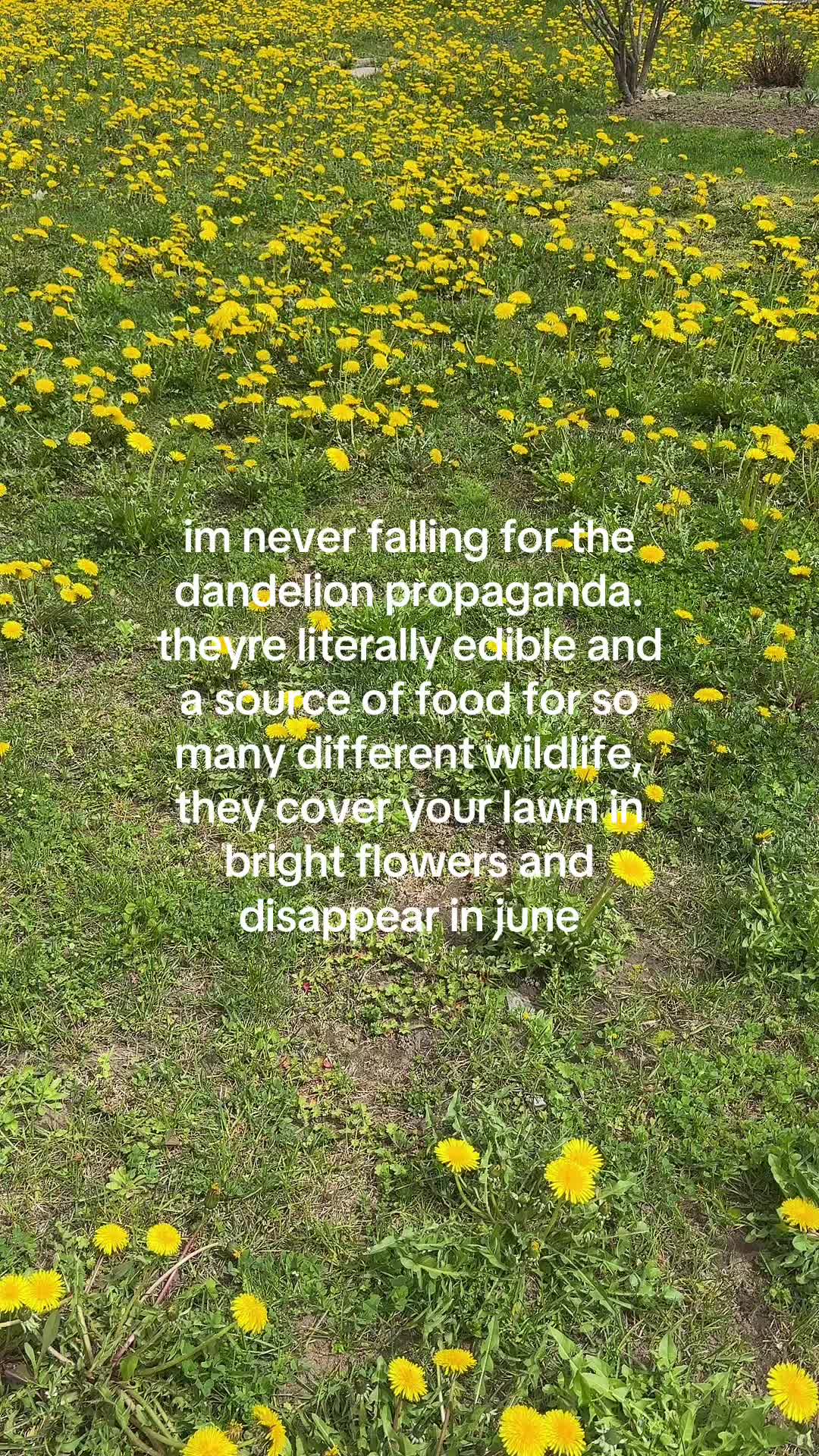 @kiki