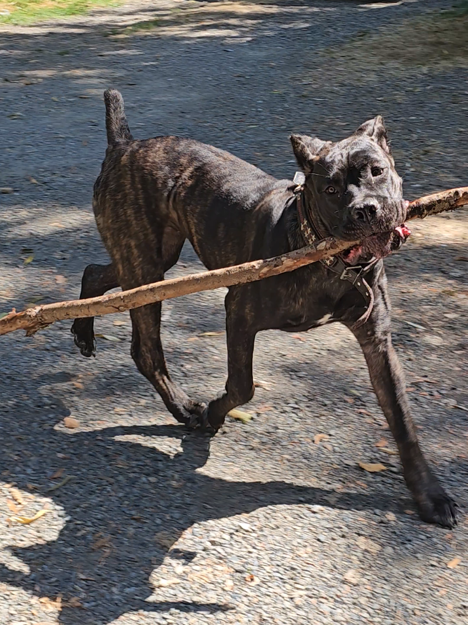 @SalmonCreekCaneCorso