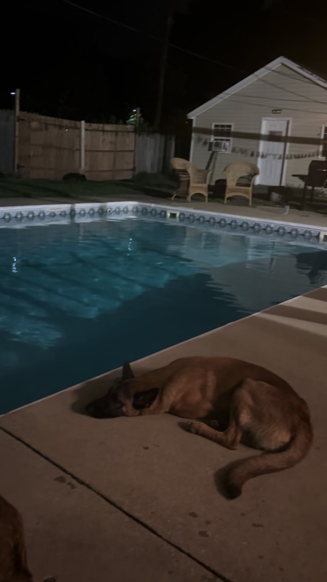 @Michigan_Malinois_1817
