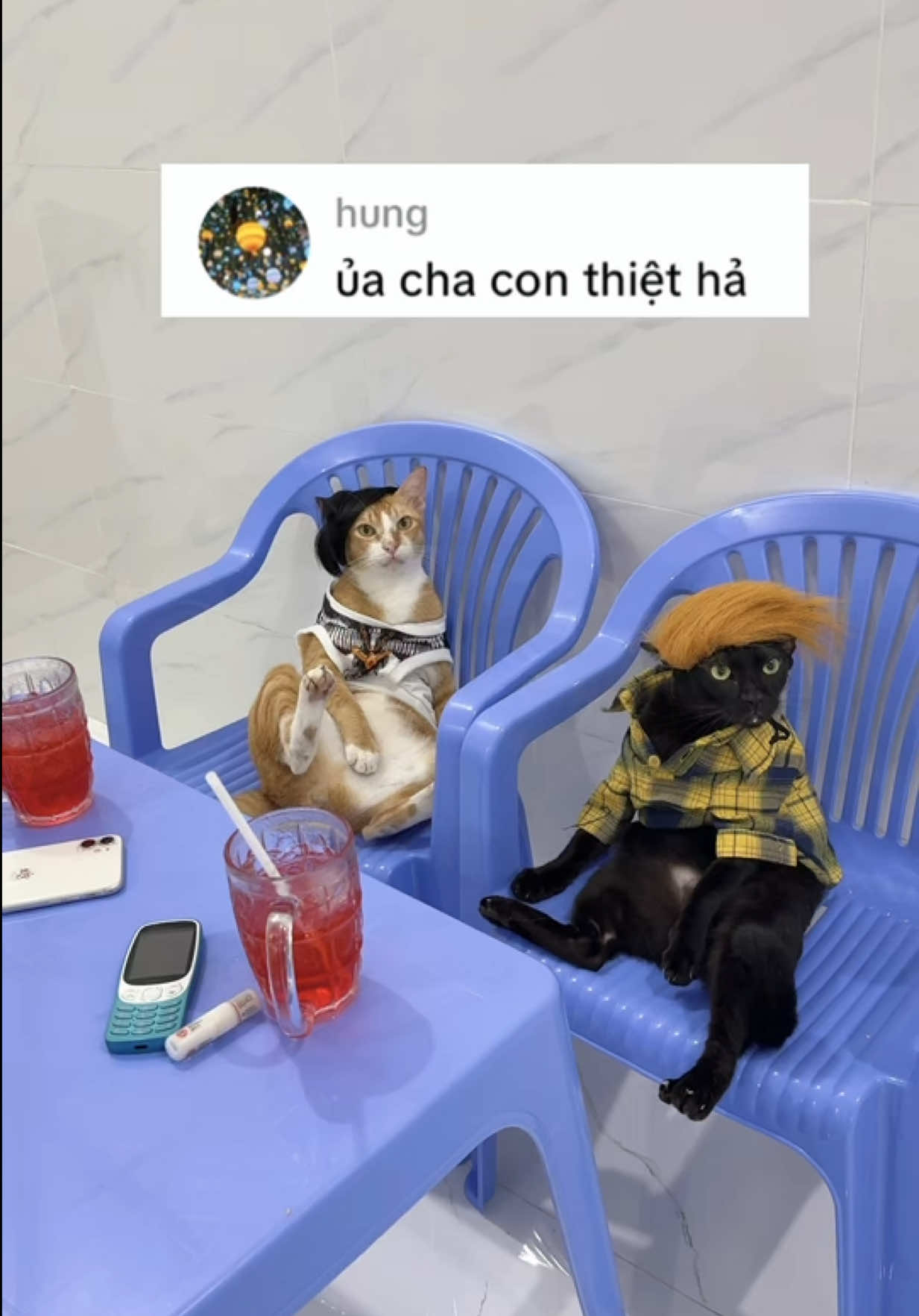 @Vitamin Mèo