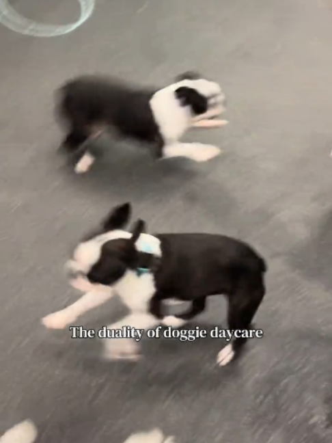 @Dogtopia