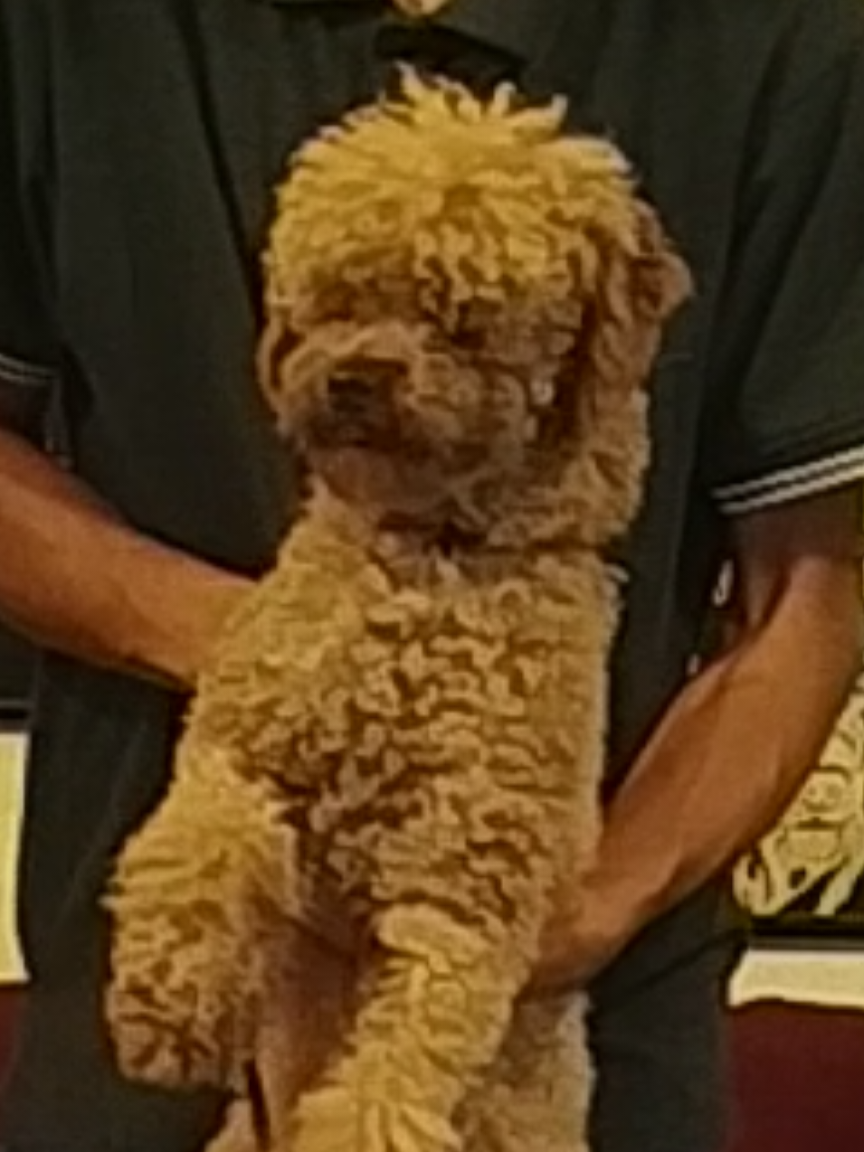 @Canine Companions Np