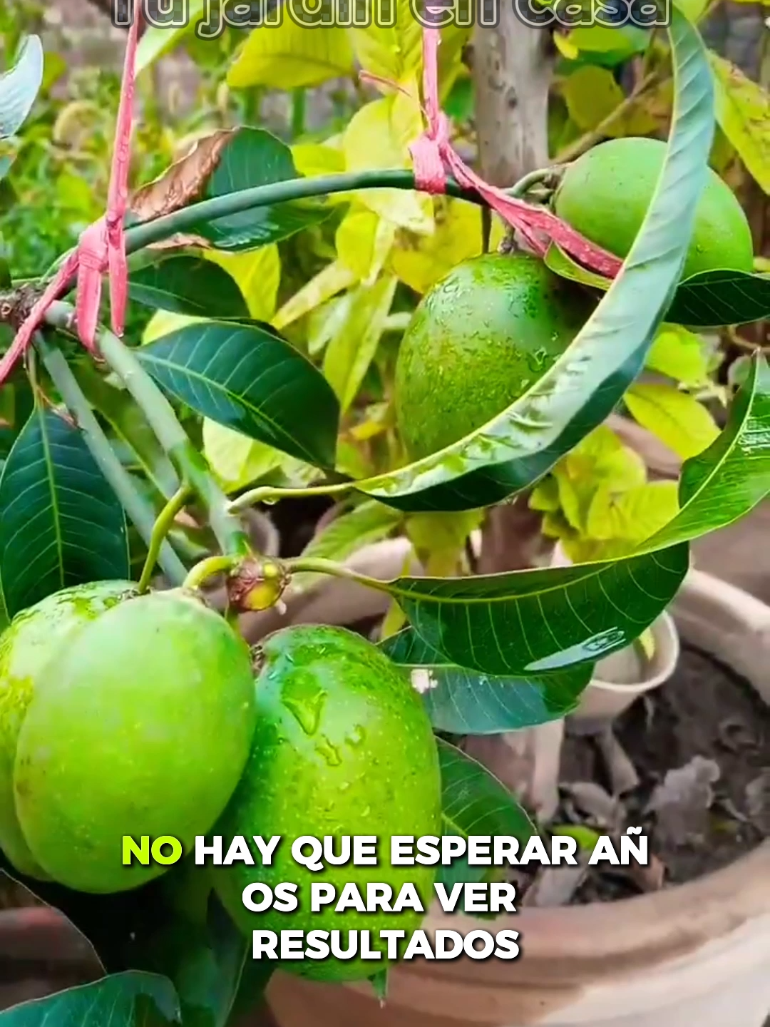 @Tu jard&iacute;n en casa