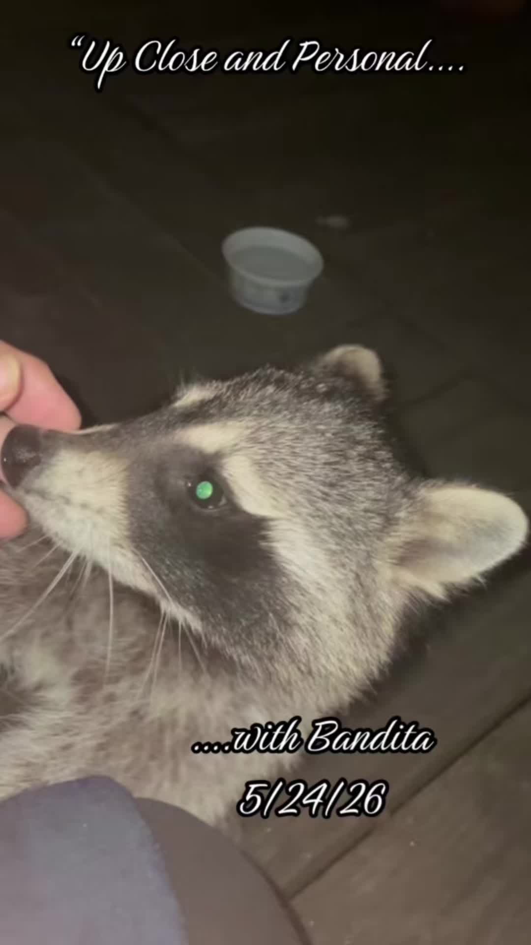 @LoneWolfKritterKam
