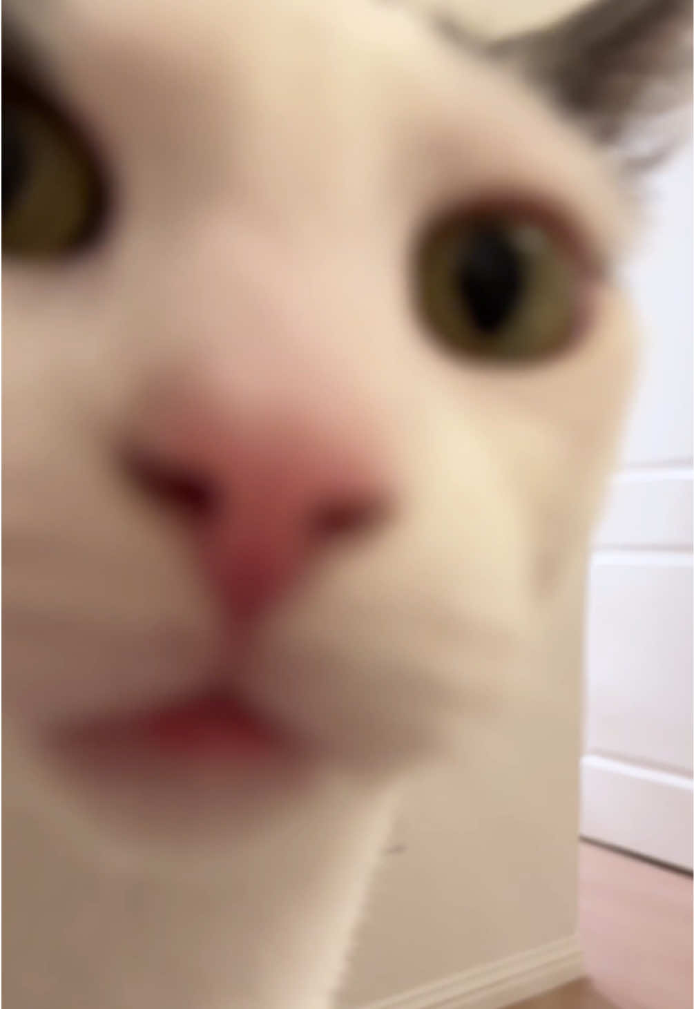 @Mimi Wawa Meow