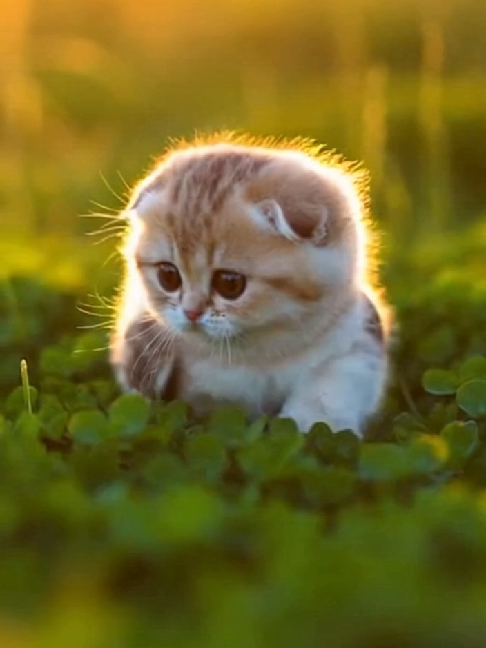 @meowlove