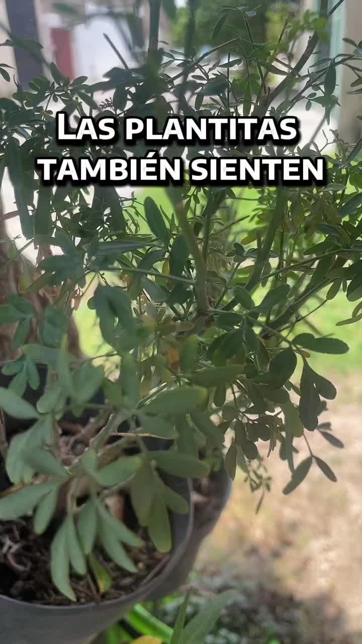 @RitualesPoderosos