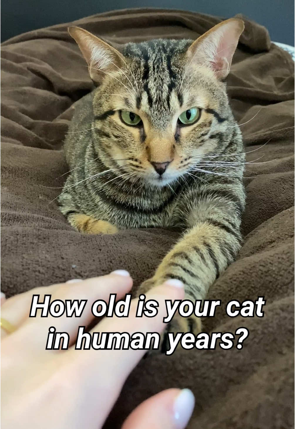 @Cat Tigrous