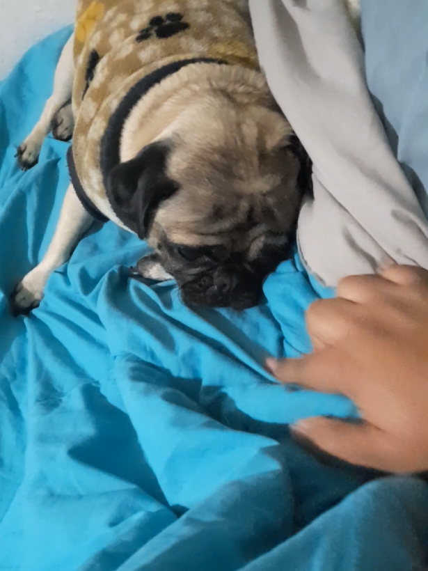 @pug.lovers53