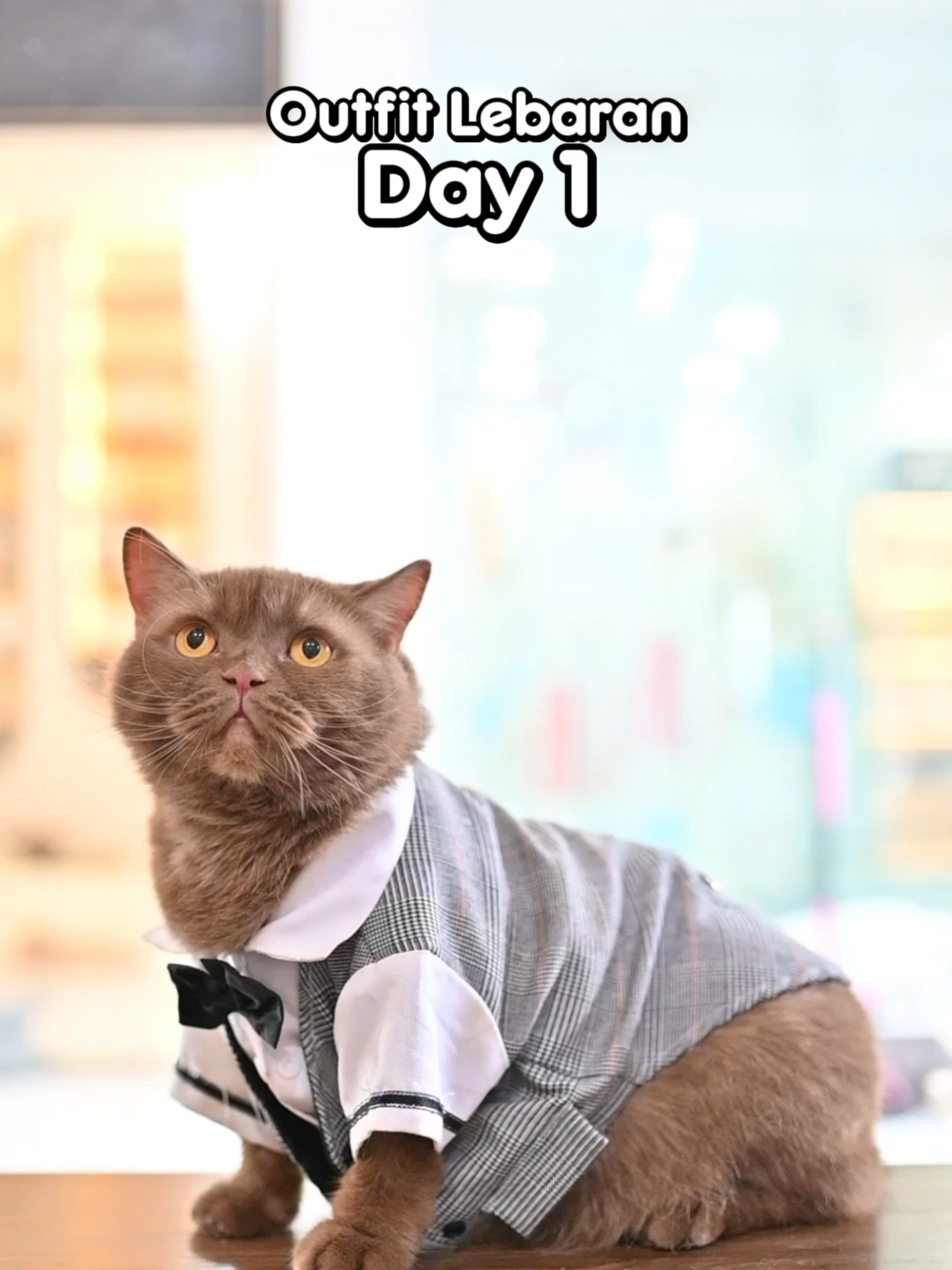 @dutchthebritishcat