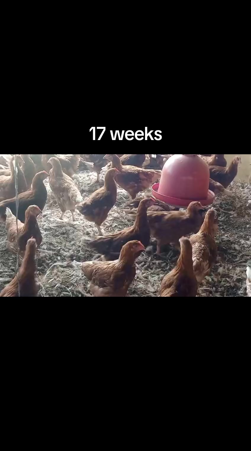 @stepfarm