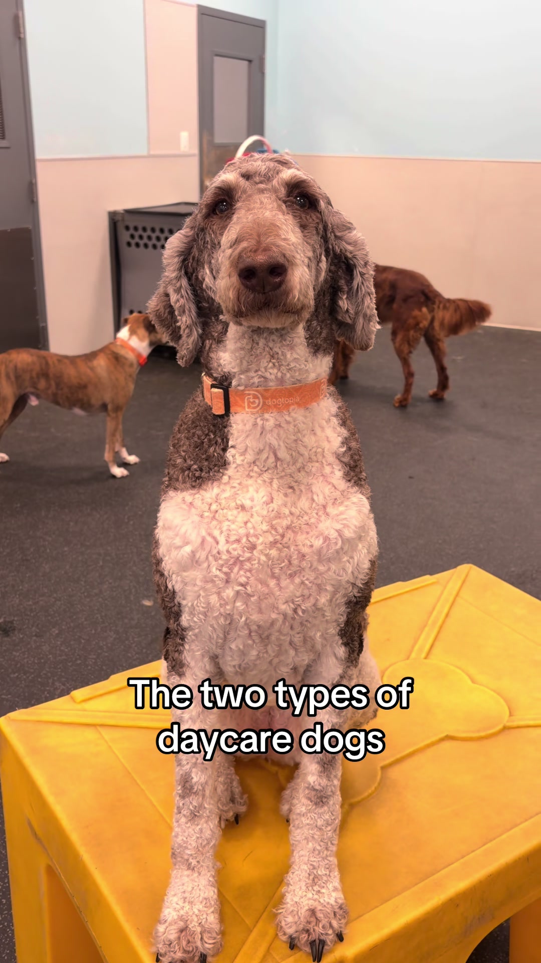 @Dogtopia South Ann Arbor