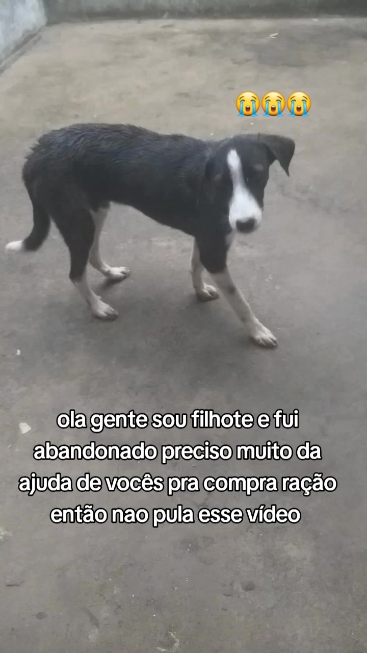 @Cãozinhoabandonado
