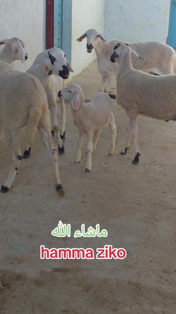@hamma ziko