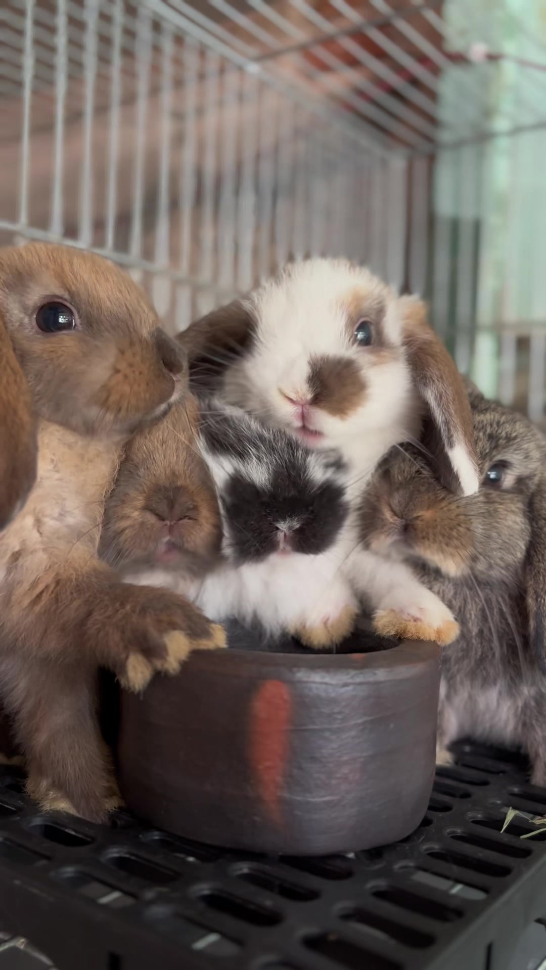 @chedyrabbit.jkt
